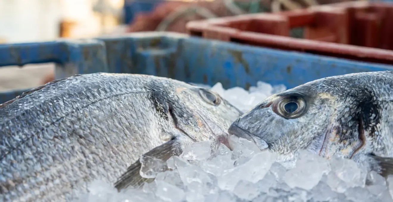 Étalage de poissons frais au port de pêche corse au petit matin
