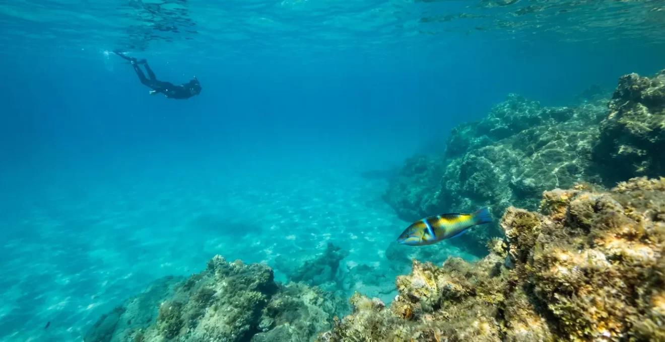 Plongeur observant une girelle royale dans les eaux cristallines de Corse