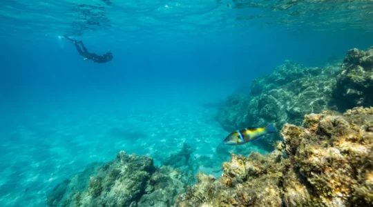 Plongeur observant une girelle royale dans les eaux cristallines de Corse