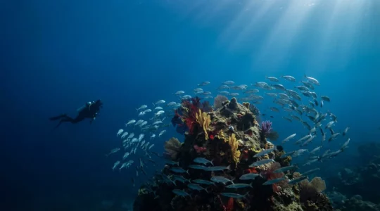 Plongeur explorant un sec rocheux avec banc de barracudas en spirale dans les eaux cristallines