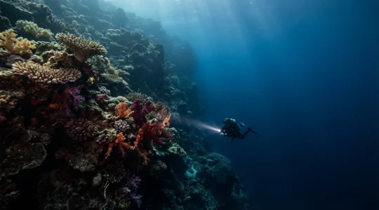Plongeur observant un tombant corallien en eaux profondes avec éclairage phare