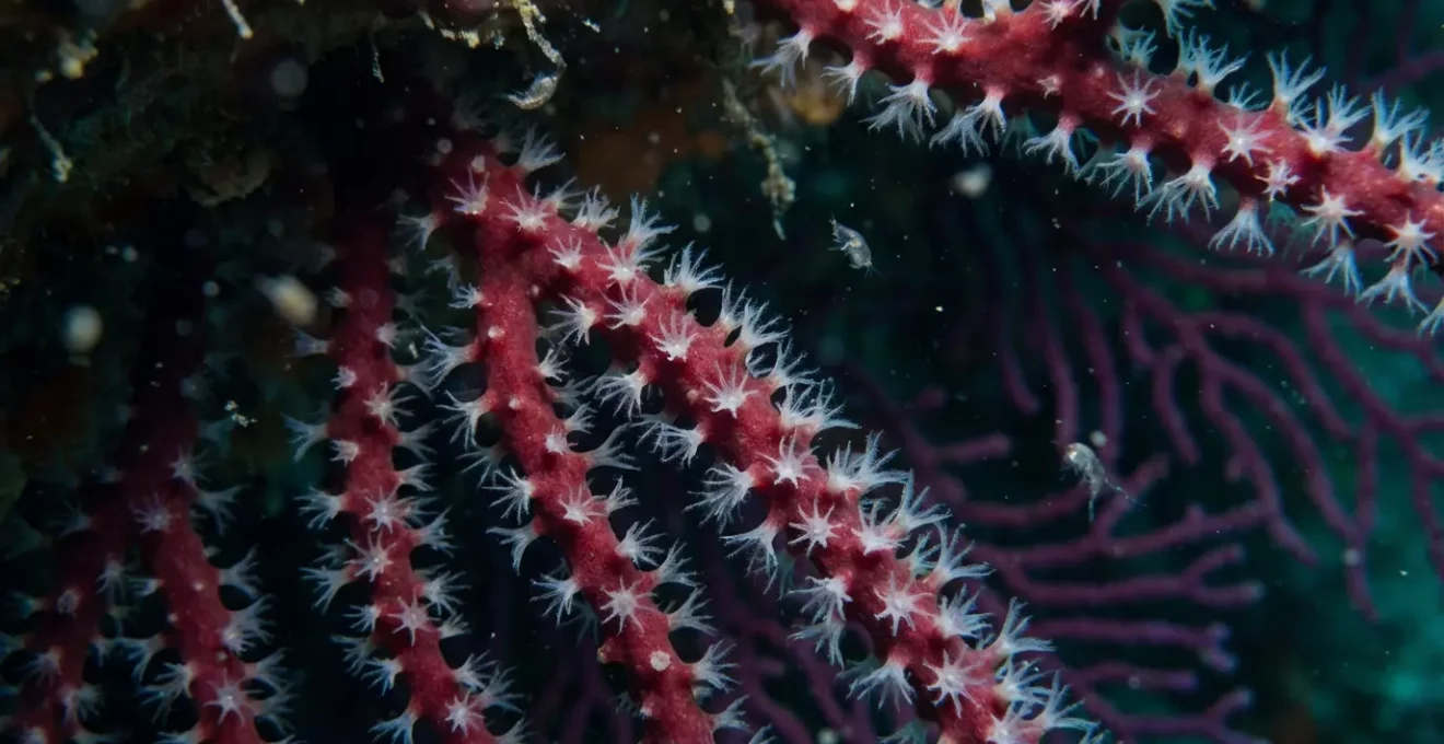 Tombant sous-marin de la Revellata avec corail rouge et gorgones
